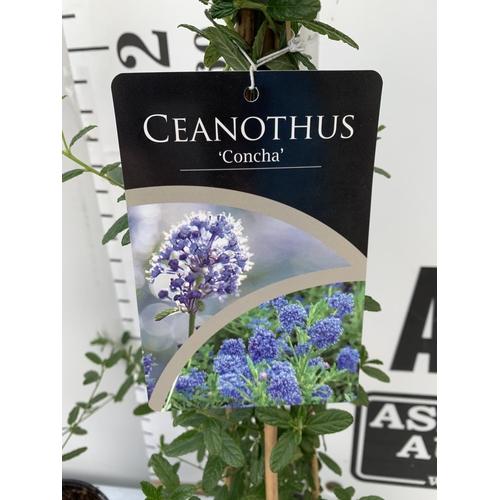 10 - TWO CEANOTHUS CONCHA IN A 2 LTR POT ON A PYRAMID FRAME 90CM TALL PLUS VAT TO BE SOLD FOR THE TWO