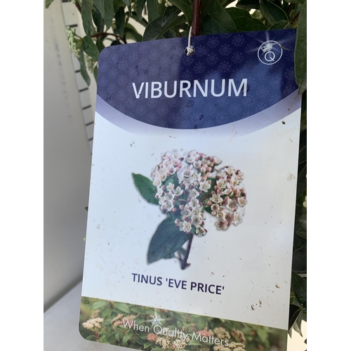 100 - ONE VIBURNUM TINUS 'EVE PRICE' LARGE SHRUB APPROX 80CM IN HEIGHT PLUS VAT IN A 10 LTR POT