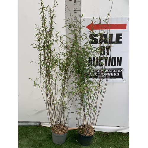 101 - TWO BAMBOO FARGESIA 'BLACK PEARL' AND 'VOLCANO' OVER 2 METRES IN HEIGHT IN 5 LTR POTS PLUS VAT TO BE... 