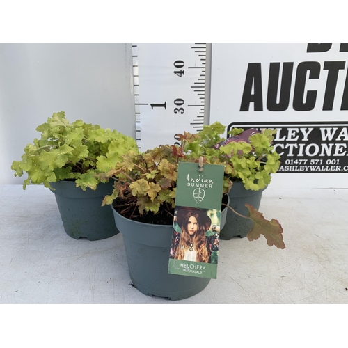 103 - THREE HEUCHERA INDIAN SUMMER TWO 'LIME MARMALADE' AND ONE 'MARMALADE' IN 3 LTR POTS PLUS VAT TO BE S... 