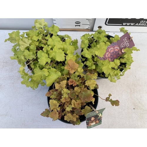 103 - THREE HEUCHERA INDIAN SUMMER TWO 'LIME MARMALADE' AND ONE 'MARMALADE' IN 3 LTR POTS PLUS VAT TO BE S... 