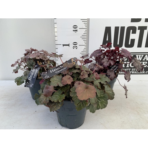 104 - THREE HEUCHERA 'CARNIVAL' IN 2 LTR POTS PLUS VAT TO BE SOLD FOR THE THREE