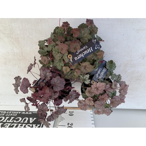 104 - THREE HEUCHERA 'CARNIVAL' IN 2 LTR POTS PLUS VAT TO BE SOLD FOR THE THREE