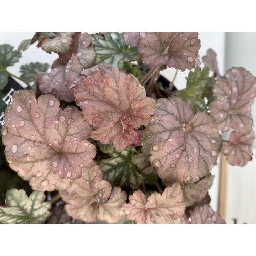 104 - THREE HEUCHERA 'CARNIVAL' IN 2 LTR POTS PLUS VAT TO BE SOLD FOR THE THREE