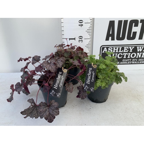 106 - THREE HEUCHERA 'CARNIVAL' IN 2 LTR POTS PLUS VAT TO BE SOLD FOR THE THREE