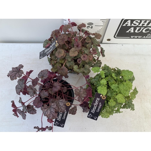 106 - THREE HEUCHERA 'CARNIVAL' IN 2 LTR POTS PLUS VAT TO BE SOLD FOR THE THREE