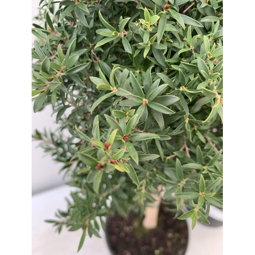 107 - MIXED LOT OF TWO PLANTS - ONE OLEANDER NERIUM MULTICOLOURED IN 3 LTR POT APPROX 60CM TALL AND ONE LE... 