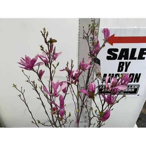 11 - A LARGE MAGNOLIA PINK 'SUSAN' TREE OVER 2 METRES IN HEIGHT IN A 10 LTR POT PLUS VAT