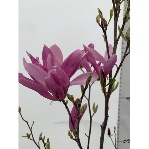 11 - A LARGE MAGNOLIA PINK 'SUSAN' TREE OVER 2 METRES IN HEIGHT IN A 10 LTR POT PLUS VAT