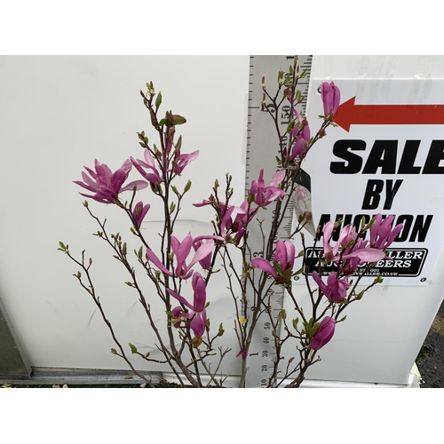 11 - A LARGE MAGNOLIA PINK 'SUSAN' TREE OVER 2 METRES IN HEIGHT IN A 10 LTR POT PLUS VAT