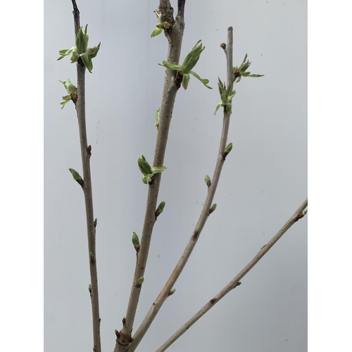 112 - ONE FRUITING CHERRY TREE PRUNUS AVIUM 'REGINA' APPROX 120CM IN HEIGHT NO VAT IN A 5LTR POT