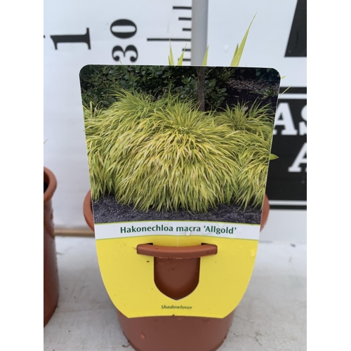 116 - TWO ORNAMENTAL GRASSES HAKONECHLOA MACRA 'ALLGOLD' IN 1 LTR POTS PLUS VAT TO BE SOLD FOR THE TWO