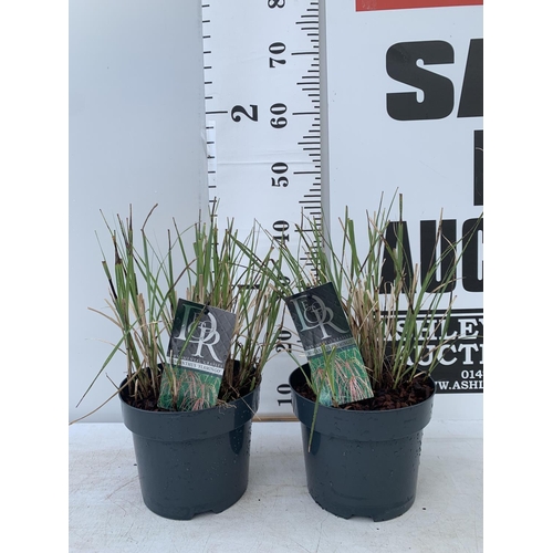 117 - TWO ORNAMENTAL GRASSES MISCANTHUS 'FLAMINGO' IN 4 LTR POTS APPROX 40CM IN HEIGHT PLUS VAT TO BE SOLD... 