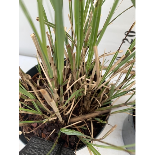 117 - TWO ORNAMENTAL GRASSES MISCANTHUS 'FLAMINGO' IN 4 LTR POTS APPROX 40CM IN HEIGHT PLUS VAT TO BE SOLD... 