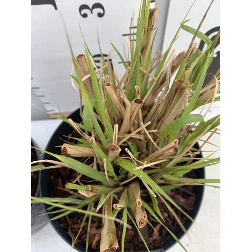 118 - TWO ORNAMENTAL GRASSES PENNISETUM 'REDHEAD' IN 4 LTR POTS APPROX 40CM IN HEIGHT PLUS VAT TO BE SOLD ... 