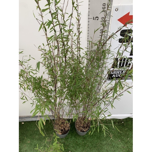 12 - TWO BAMBOO FARGESIA 'VOLCANO' OVER 2 METRES IN HEIGHT IN 5 LTR POTS PLUS VAT TO BE SOLD FOR THE TWO