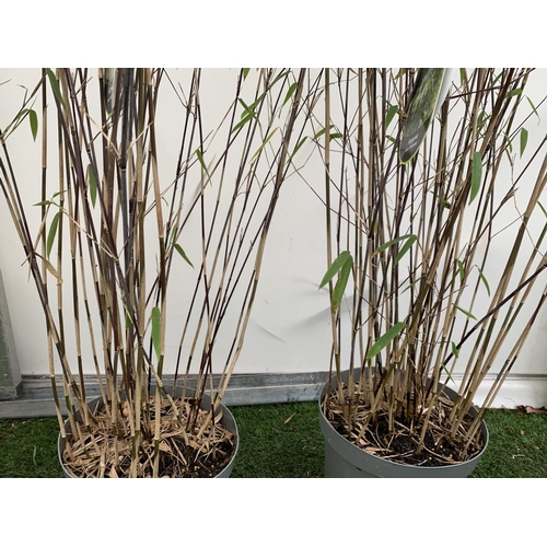 12 - TWO BAMBOO FARGESIA 'VOLCANO' OVER 2 METRES IN HEIGHT IN 5 LTR POTS PLUS VAT TO BE SOLD FOR THE TWO