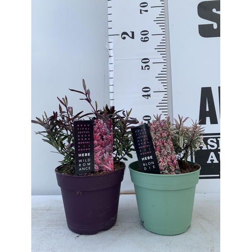 125 - TWO HEBES WILD ROMANCE AND BLONDIE IN 2 LTR POTS HEIGHT 30CM PLUS VAT TO BE SOLD FOR THE TWO