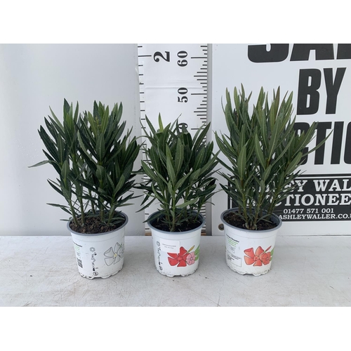 126 - THREE OLEANDER NERIUM APPROX 50CM TALL IN 1 LTR POTS PLUS VAT TO BE SOLD FOR THE THREE