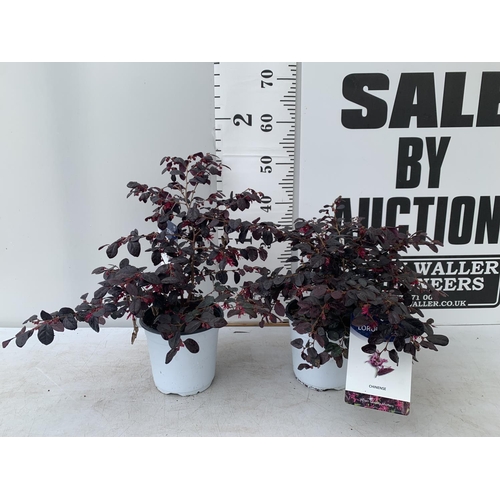 127 - TWO LOROPETALUM CHINESE 'BLACK PEARL' APPROX 45CM IN HEIGHT IN 2 LTR POTS PLUS VAT TO BE SOLD FOR TH... 