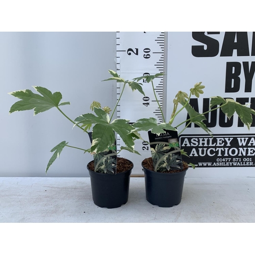 129 - TWO FATSIA JUNGLE GARDEN JAPONICA VARIEGATA IN 2 LTR POTS 50CM TALL PLUS VAT TO BE SOLD FOR THE TWO