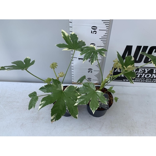 129 - TWO FATSIA JUNGLE GARDEN JAPONICA VARIEGATA IN 2 LTR POTS 50CM TALL PLUS VAT TO BE SOLD FOR THE TWO