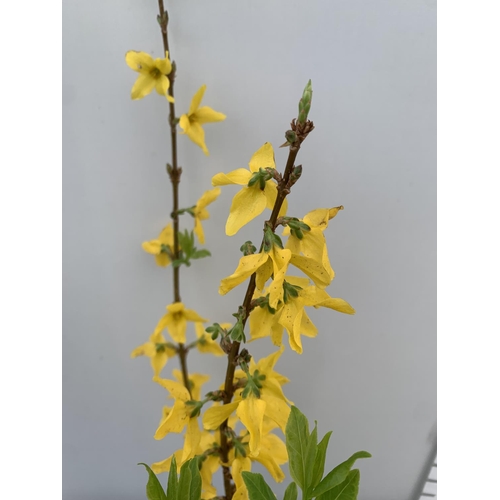 13 - TWO FORSYTHIA MINIGOLD IN TWO LITRE POTS 60CM TALL PLUS VAT TO BE SOLD FOR THE TWO