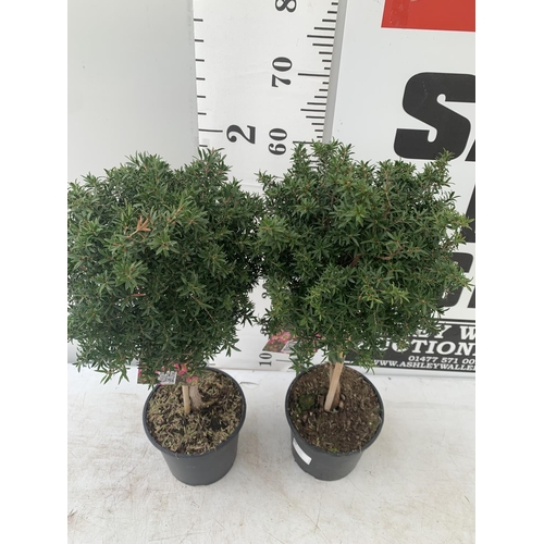 132 - TWO LEPTOSPERMUM 'SUNSHINE' PINK STANDARD TREES APPROX 75CM IN HEIGHT IN FIVE LTR POTS PLUS VAT TO B... 