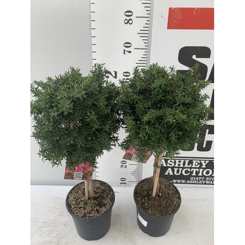 132 - TWO LEPTOSPERMUM 'SUNSHINE' PINK STANDARD TREES APPROX 75CM IN HEIGHT IN FIVE LTR POTS PLUS VAT TO B... 