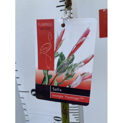 14 - TWO STANDARD SALIX FLAMINGO IN 3 LTR POTS 100CM TALL PLUS VAT TO BE SOLD FOR THE TWO