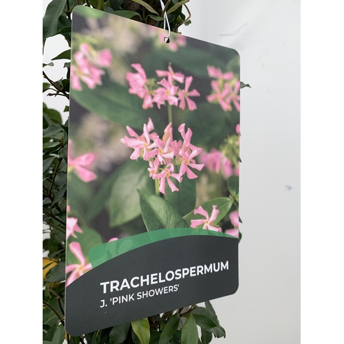 15 - A LARGE JASMINUM POLYANTHUM 'PINK SHOWERS' ON A PYRAMID FRAME OVER 2 METRES TALL IN A 15 LTR POT + V... 