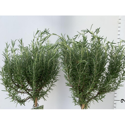 16 - TWO STANDARD ROSEMARY TREES IN 3 LTR POTS 100CM TALL NO VAT TO BE SOLD FOR THE TWO