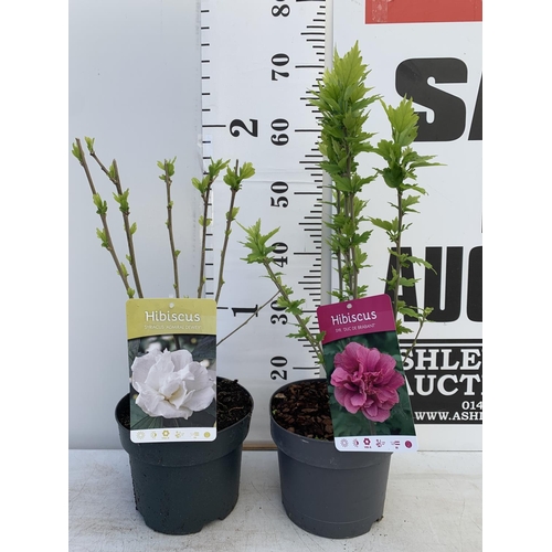 171 - TWO HIBISCUS SYRIACUS DUC DE BRABANT AND ADMIRAL DEWEY IN 3 LTR POTS 60CM TALL PLUS VAT TO BE SOLD F... 