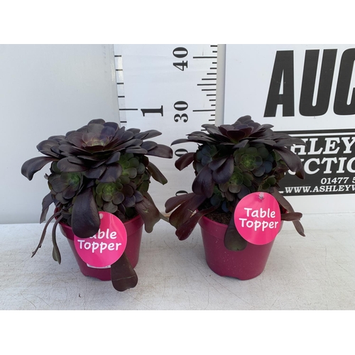 172 - TWO AEONIUM ARBOREUM VELOURS IN 1 LTR POTS 25CM TALL PLUS VAT TO BE SOLD FOR THE TWO