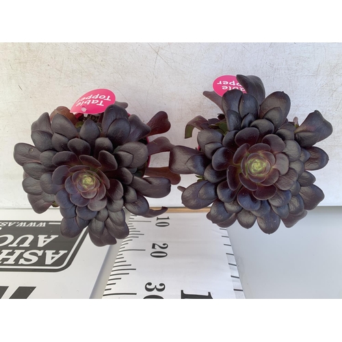 172 - TWO AEONIUM ARBOREUM VELOURS IN 1 LTR POTS 25CM TALL PLUS VAT TO BE SOLD FOR THE TWO