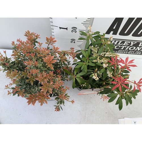 173 - TWO PIERIS JAPONICA LITTLE HEATH AND FOREST FLAME  IN 3 LTR POTS 45CM TALL PLUS VAT TO BE SOLD FOR T... 