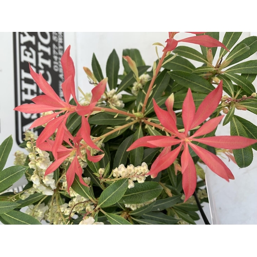 173 - TWO PIERIS JAPONICA LITTLE HEATH AND FOREST FLAME  IN 3 LTR POTS 45CM TALL PLUS VAT TO BE SOLD FOR T... 