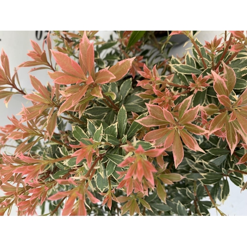 173 - TWO PIERIS JAPONICA LITTLE HEATH AND FOREST FLAME  IN 3 LTR POTS 45CM TALL PLUS VAT TO BE SOLD FOR T... 