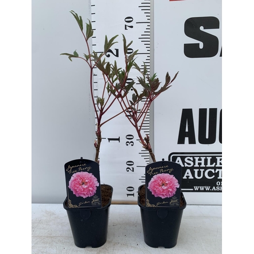 174 - TWO PAEONIA SUFFRUCTICOSA JAPANESE TREE PAEONIES IN PINK IN 1 LTR POTS HEIGHT 50CM PLUS VAT TO BE SO... 