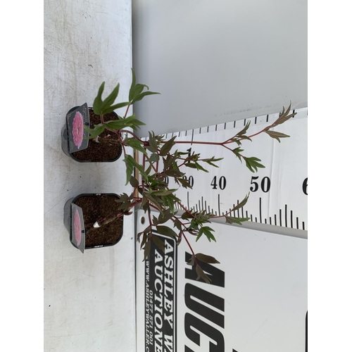 174 - TWO PAEONIA SUFFRUCTICOSA JAPANESE TREE PAEONIES IN PINK IN 1 LTR POTS HEIGHT 50CM PLUS VAT TO BE SO... 