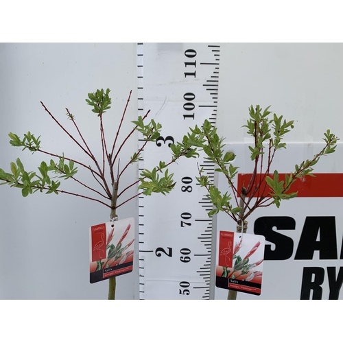 175 - TWO STANDARD SALIX FLAMINGO IN 3 LTR POTS 100CM TALL PLUS VAT TO BE SOLD FOR THE TWO