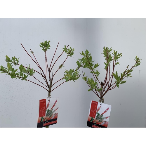 175 - TWO STANDARD SALIX FLAMINGO IN 3 LTR POTS 100CM TALL PLUS VAT TO BE SOLD FOR THE TWO