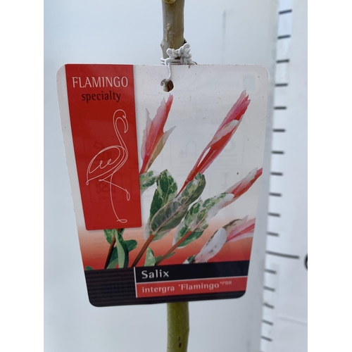 175 - TWO STANDARD SALIX FLAMINGO IN 3 LTR POTS 100CM TALL PLUS VAT TO BE SOLD FOR THE TWO