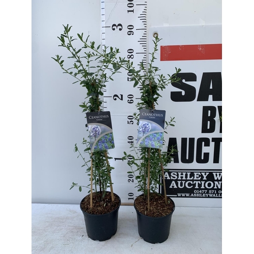 176 - TWO CEANOTHUS CONCHA ON A PYRAMID FRAME 90CM TALL IN 2 LTR POTS PLUS VAT TO BE SOLD FOR THE TWO