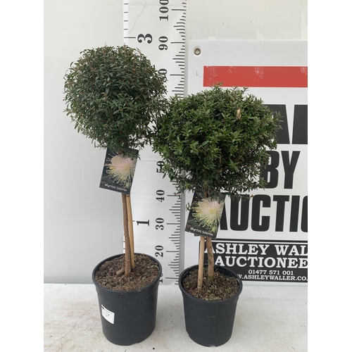 185 - TWO MYRTUS SELECTION STANDARD TREES OF DIFFERING HEIGHTS ONE APPROX 85CM IN HEIGHT AND ONE 70CM IN 2... 