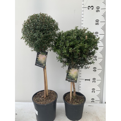 185 - TWO MYRTUS SELECTION STANDARD TREES OF DIFFERING HEIGHTS ONE APPROX 85CM IN HEIGHT AND ONE 70CM IN 2... 