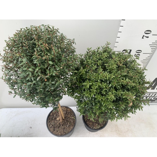 185 - TWO MYRTUS SELECTION STANDARD TREES OF DIFFERING HEIGHTS ONE APPROX 85CM IN HEIGHT AND ONE 70CM IN 2... 