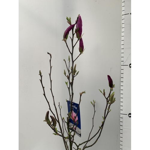 186 - ONE MAGNOLIA PINK  'JANE' APPROX 120CM IN HEIGHT IN 7 LTR POT PLUS VAT