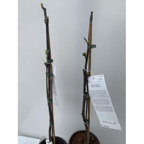 187 - TWO FIGS 'BROWN TURKEY' IN 20CM HIGH POTS APPROX 90CM IN HEIGHT NO VAT TO BE SOLD FOR THE TWO