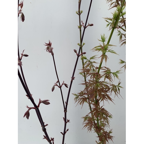 188 - TWO ACER PALMATUMS 'PIXIE' AND 'JERRE SCHWARTZ' OVER 1 METRE IN HEIGHT IN 3 LTR POTS PLUS VAT TO BE ... 